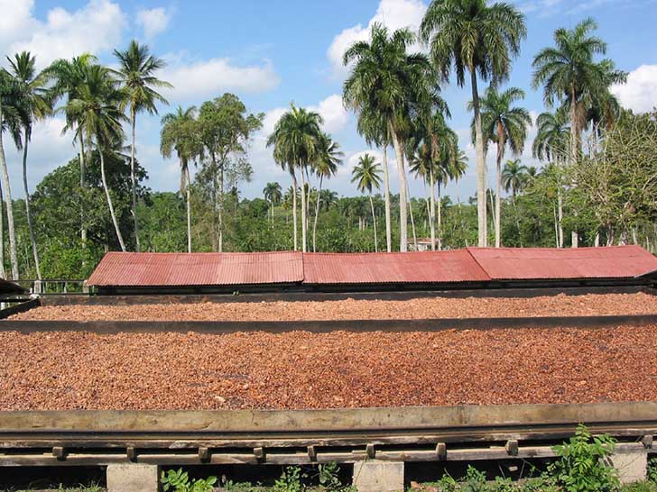 lavorazione cacao